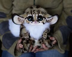 Inari Fox: Oncilla