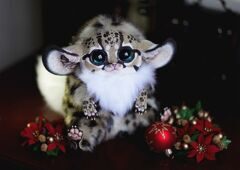 Inari Fox: Oncilla